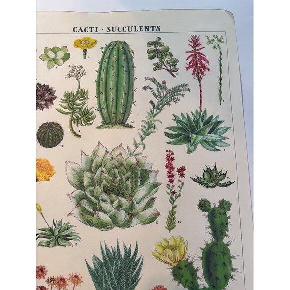 Vintage Cacti & Succulents Botanical Print Wall Art - 21"x16" - Retro Illustrati - Picture 5 of 7